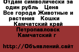 Отдам символически за один рубль › Цена ­ 1 - Все города Животные и растения » Кошки   . Камчатский край,Петропавловск-Камчатский г.